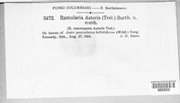 Ramularia asteris image
